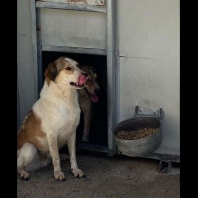 ELVIS E COOKIE CAGNOLINI IN ADOZIONE - Foto 4