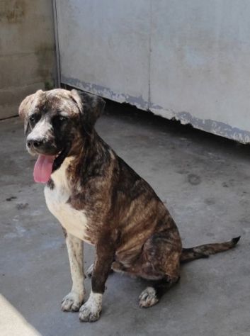 ZENO AMABILE E COCCOLONE: CANE IN ADOZIONE - Foto 2