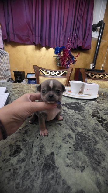 Chihuahua - Foto 4