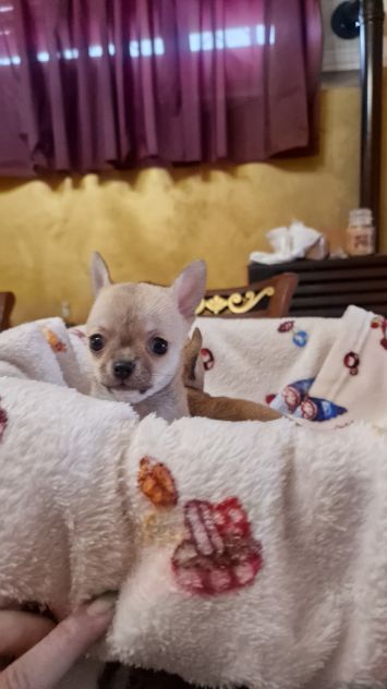 Cuccioli di chihuahua - Foto 4