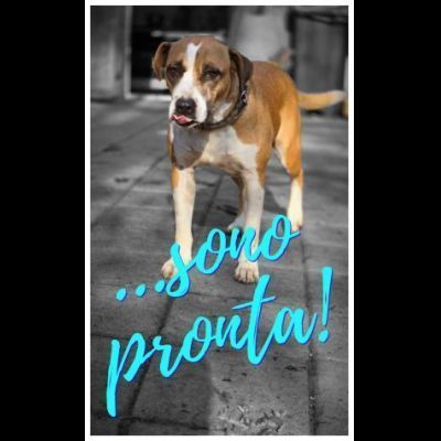 MALAWI, ADORABILE CAGNOLINA IN ADOZIONE - Foto 5