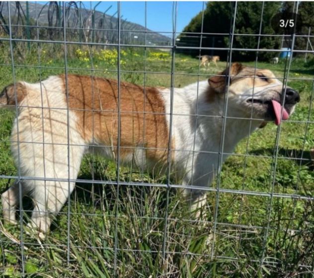 ELVIS E COOKY CAGNOLINI IN ADOZIONE - Foto 9