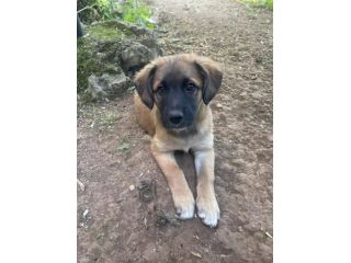 Polpetta cucciola