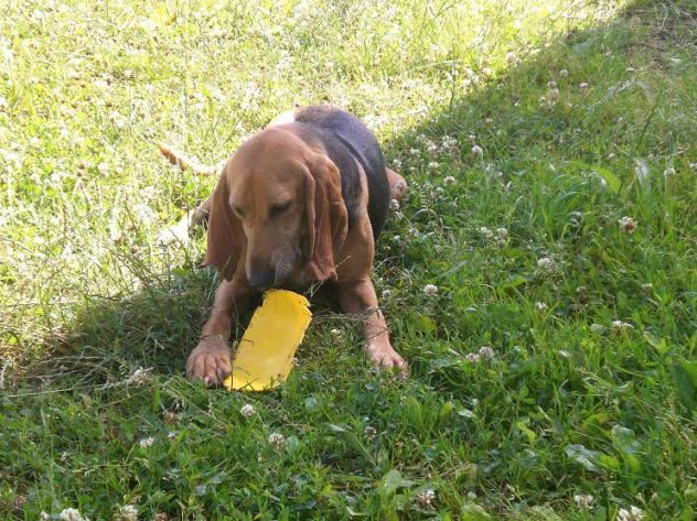 ALOIN, splendido segugio - Foto 3