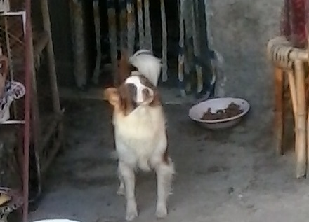 4 dolcissimi cagnolini di taglia piccola - Foto 4