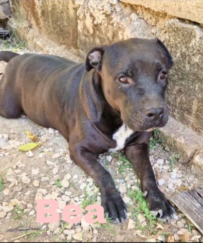 Eros e Bea due amici fedeli in adozione - Foto 3