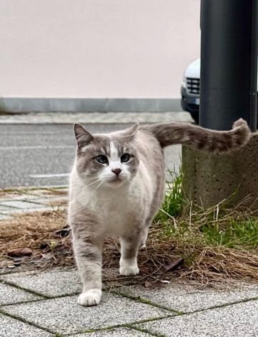 Gatto cerca nuova casa - Foto 2