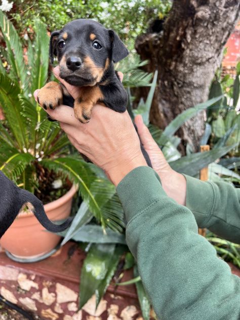 Cuccioli di Pinscher Tedesco - Foto 2
