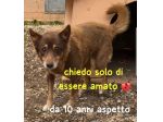 BINGO 10 ANNI 15 KG taglia media piccola