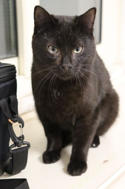 Pippo, picciotto meraviglioso - Foto 4