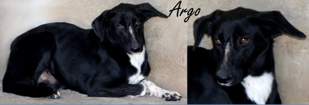 Caso Speciale - Argo ha un carattere timoroso e diffidente