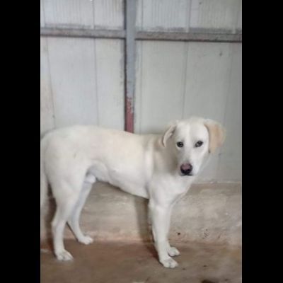 LIBECCIO buonissimo e pacato, aspetta una famiglia, cane in adozione - Foto 3