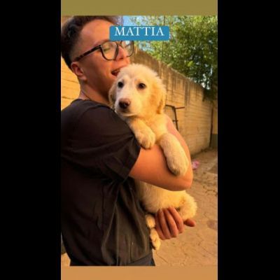 CUCCIOLI IN ADOZIONE - Foto 6