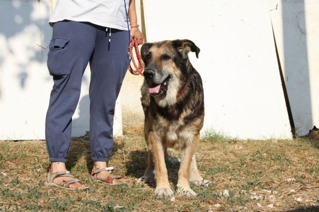 Non sono un cucciolo,  ma desidero una famiglia anch'io. - Foto 3