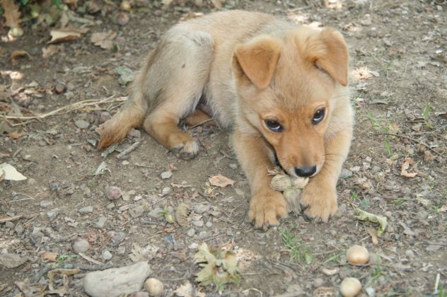 TONY e TIPPI, cucciolini affettuosissimi - Foto 4