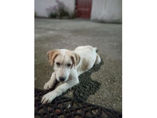 Malu cucciolo adozione del cuore