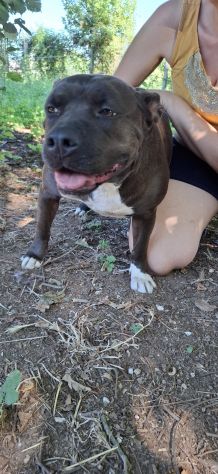 MILA - simil pitbull di 6 anni e mezzo - Foto 2