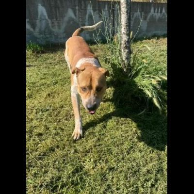 CASPER HA BISOGNO URGENTE DI TROVARE CASA, CANE IN ADOZIONE - Foto 10
