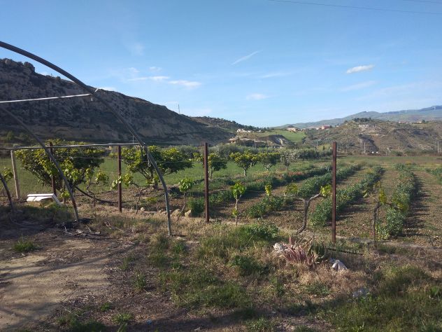 Appezzamento di terreno agricolo di mq 32.621 catastali ( uliveto di mq 17.644) - Foto 7