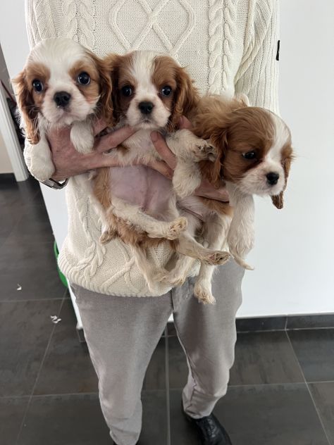 Cavalier King - Foto 3