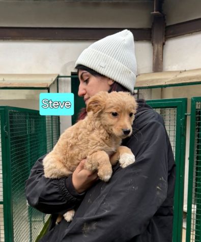 Cambiate il loro destino,  Mamma e cuccioli in adozione - Foto 9