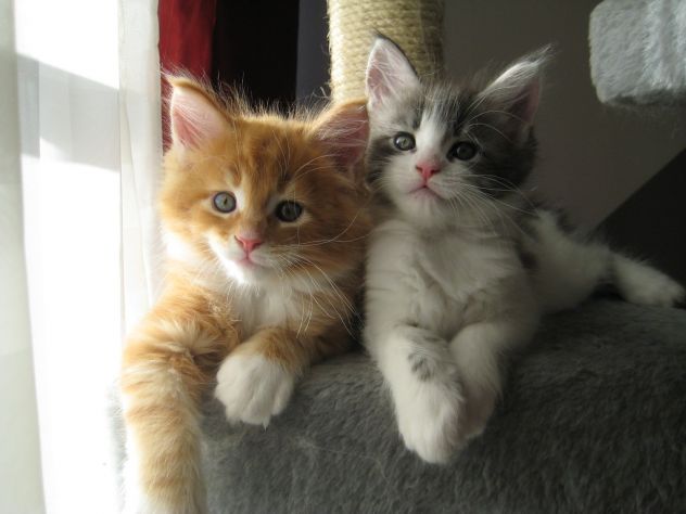 Cuccioli di Maine Coon