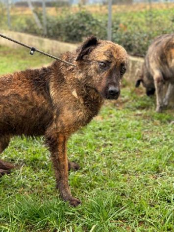 TOBY un mondo da scoprire, CANE IN ADOZIONE - Foto 7