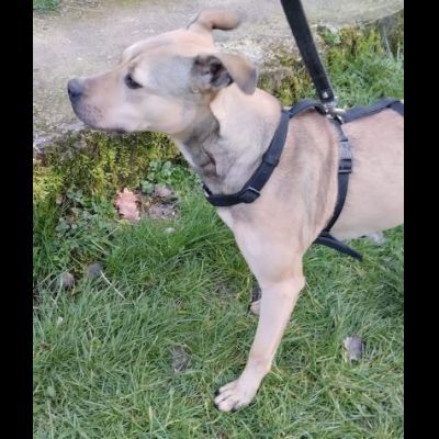 TERRY STUPENDA CAGNOLINA IN ADOZIONE - Foto 7