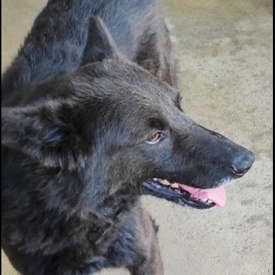 CAGNOLINO IN ADOZIONE - Foto 3