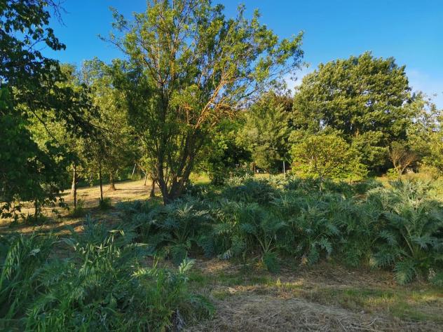 Terreno agricolo in vendita a Poggibonsi 3500 mq Rif: 1335508 - Foto 6