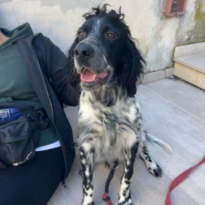DOLLY cerca coccole e carezze, CAGNOLINO IN ADOZIONE - Foto 2