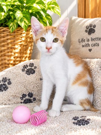 🧡 Papaya cerca casa - Foto 5