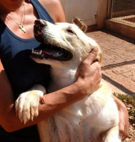 CASSANDRA, dolcissima cucciolotta mix labrador - Foto 2