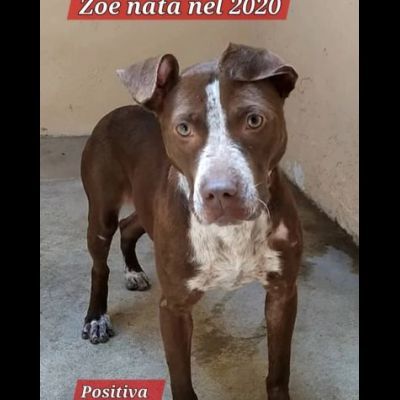 ZOE NON CE LA FA' PIÙ CANE IN ADOZIONE - Foto 3