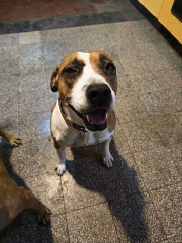 MALAWI, ADORABILE CAGNOLINA IN ADOZIONE - Foto 7