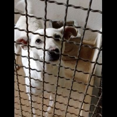 UBALDA TIMIDA PACATA MOLTO CALMA CAGNOLINA IN ADOZIONE