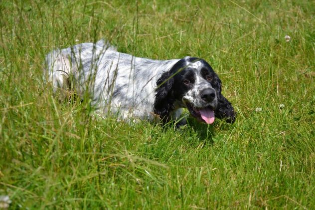 Allenamento e/o Addestramento Cani da Caccia (preferibilmente Setter Inglesi) - Foto 2