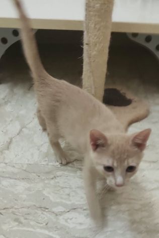 Sissi, micia rossa terribilmente adorabile - Foto 4