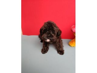 Cuccioli maltipoo