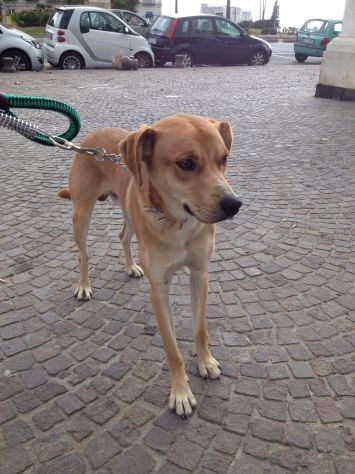 LONELY, gioioso cagnolino - Foto 3