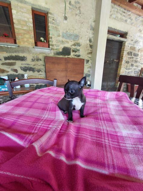 Chihuahua taglia mini - Foto 2