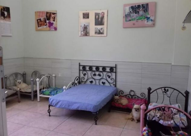 CHIHUAHUA PELO CORTO E LUNGO NO SMS SOLO CHIAMATE - Foto 7