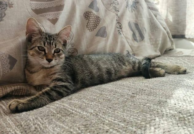 Lilì gattina