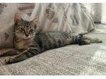 Lilì gattina