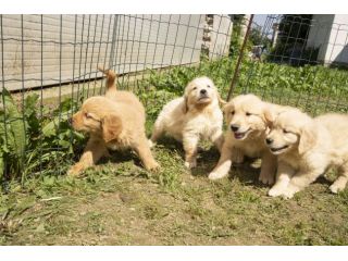 GOLDEN RETRIEVER CUCCIOLI