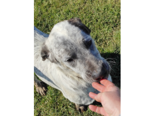 JAGO CANE IN ADOZIONE