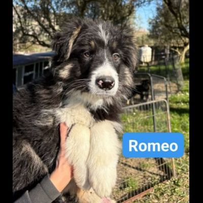 CUCCIOLI IN ADOZIONE - Foto 6