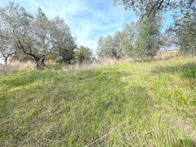 Terreno edif. residenziale in vendita a Riparbella 6500 mq Rif: 1409836