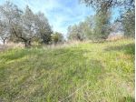 Terreno edif. residenziale in vendita a Riparbella 6500 mq  Rif: 1409836