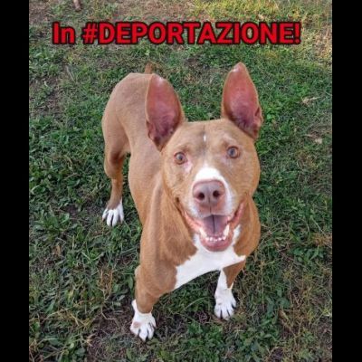 TRUMP AFFETTUOSO SOCIEVOLE CANE IN ADOZIONE URGENTE - Foto 5